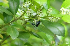 Chalybion zimmermanni