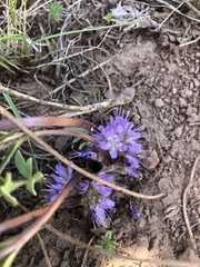 Hydrophyllum alpestre