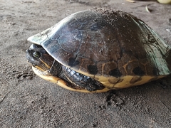 Trachemys grayi grayi