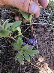 Hydrophyllum alpestre