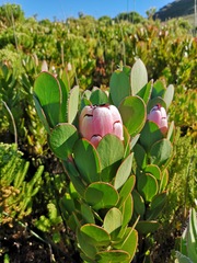 Protea stokoei