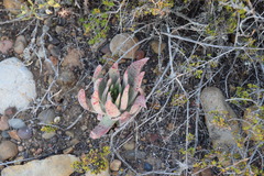 Dudleya cultrata