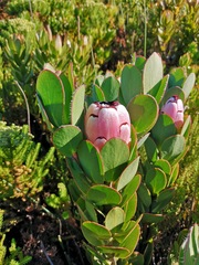 Protea stokoei
