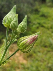 Pavonia clathrata