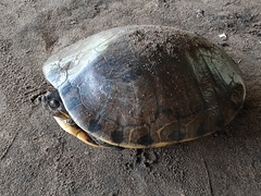 Trachemys grayi grayi