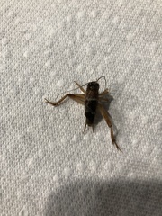 Anurogryllus arboreus