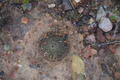 Mammillaria brandegeei