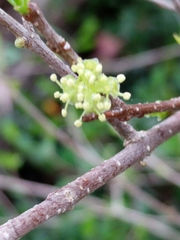 Forestiera