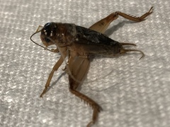 Anurogryllus arboreus