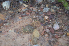 Mammillaria brandegeei