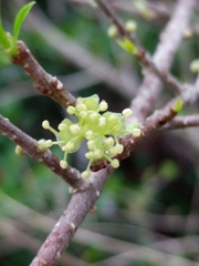 Forestiera