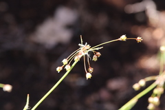 Luzula acuminata acuminata