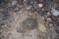 Mammillaria brandegeei