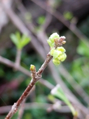 Forestiera