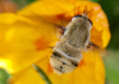 Heterostylum robustum