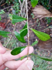 Forestiera