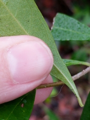 Forestiera