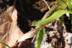 Luzula acuminata acuminata