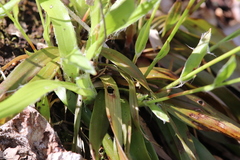Luzula acuminata acuminata
