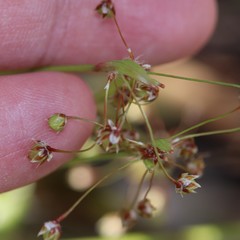 Luzula acuminata acuminata