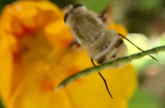 Heterostylum robustum
