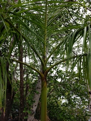 Roystonea regia