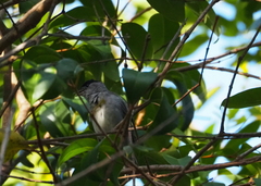 Sylvia atricapilla