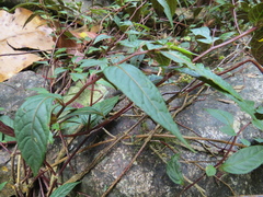 Capsicum geminifolium