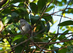 Sylvia atricapilla