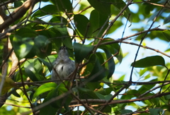 Sylvia atricapilla