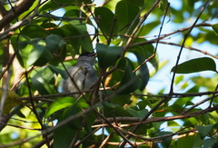 Sylvia atricapilla