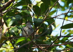 Sylvia atricapilla