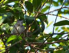 Sylvia atricapilla