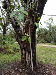 Ficus altissima