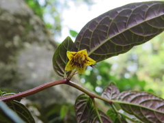 Capsicum geminifolium