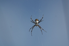 Argiope argentata