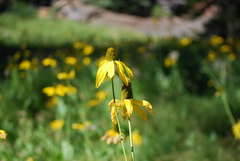 Rudbeckia californica