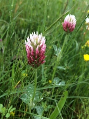 Trifolium incarnatum molinerii