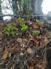 Vaccinium vitis-idaea