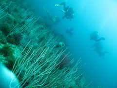 Eunicella singularis