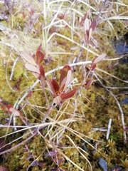 Chamaedaphne calyculata
