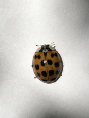 Harmonia axyridis