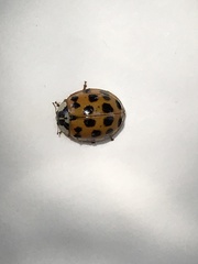 Harmonia axyridis
