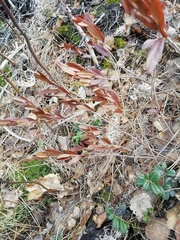 Chamaedaphne calyculata