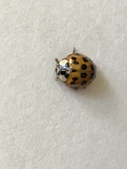 Harmonia axyridis