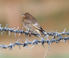 Carpodacus
