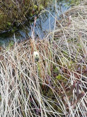 Eriophorum vaginatum