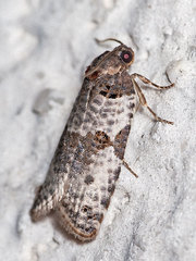Pseudeulia asinana