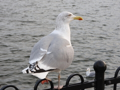 Larus argentatus