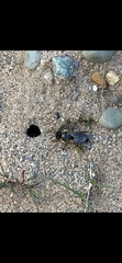 Andrena barbilabris